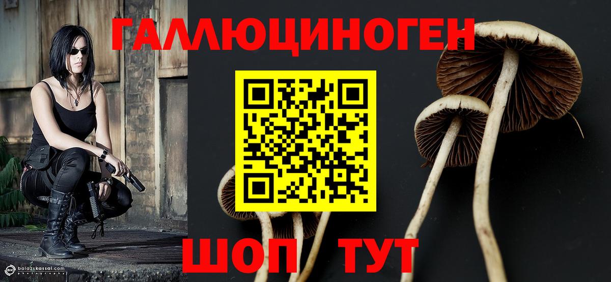Галлюциногенные грибы Psilocybine cubensis Бирск